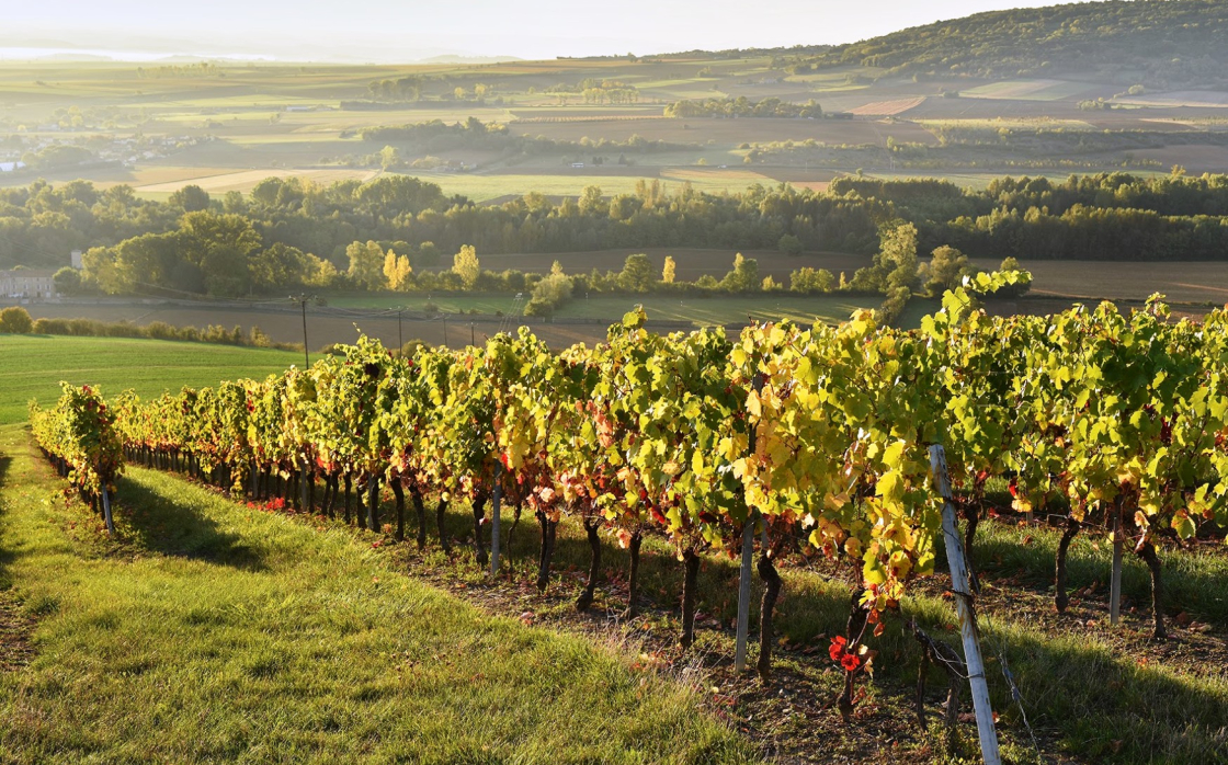 © Randonnée dans le vignoble de Boudes