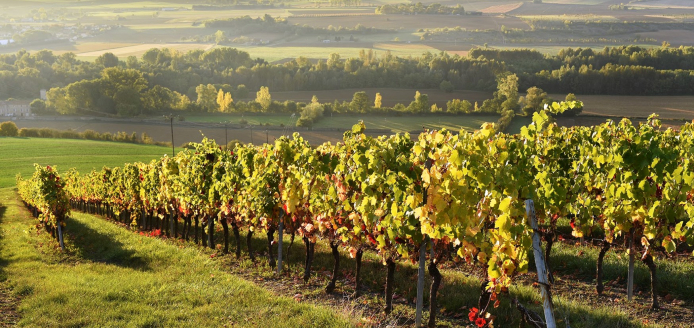 Randonnée dans le vignoble de Boudes